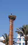 storch-125651