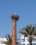 storch-125705
